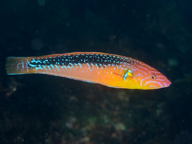 ภาพ ปลานกขุนทองเขียว (Pseudojuloides elongatus)