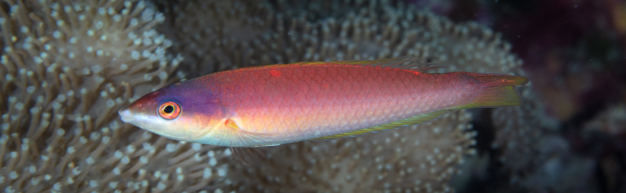 ภาพ ปลานกขุนทองน้ำเงิน (Pseudojuloides kaleidos)