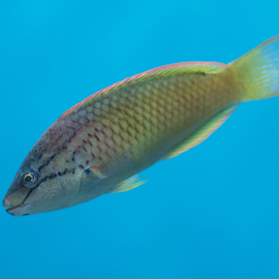 ภาพ ปลานกขุนทองแดง (Pseudolabrus eoethinus)