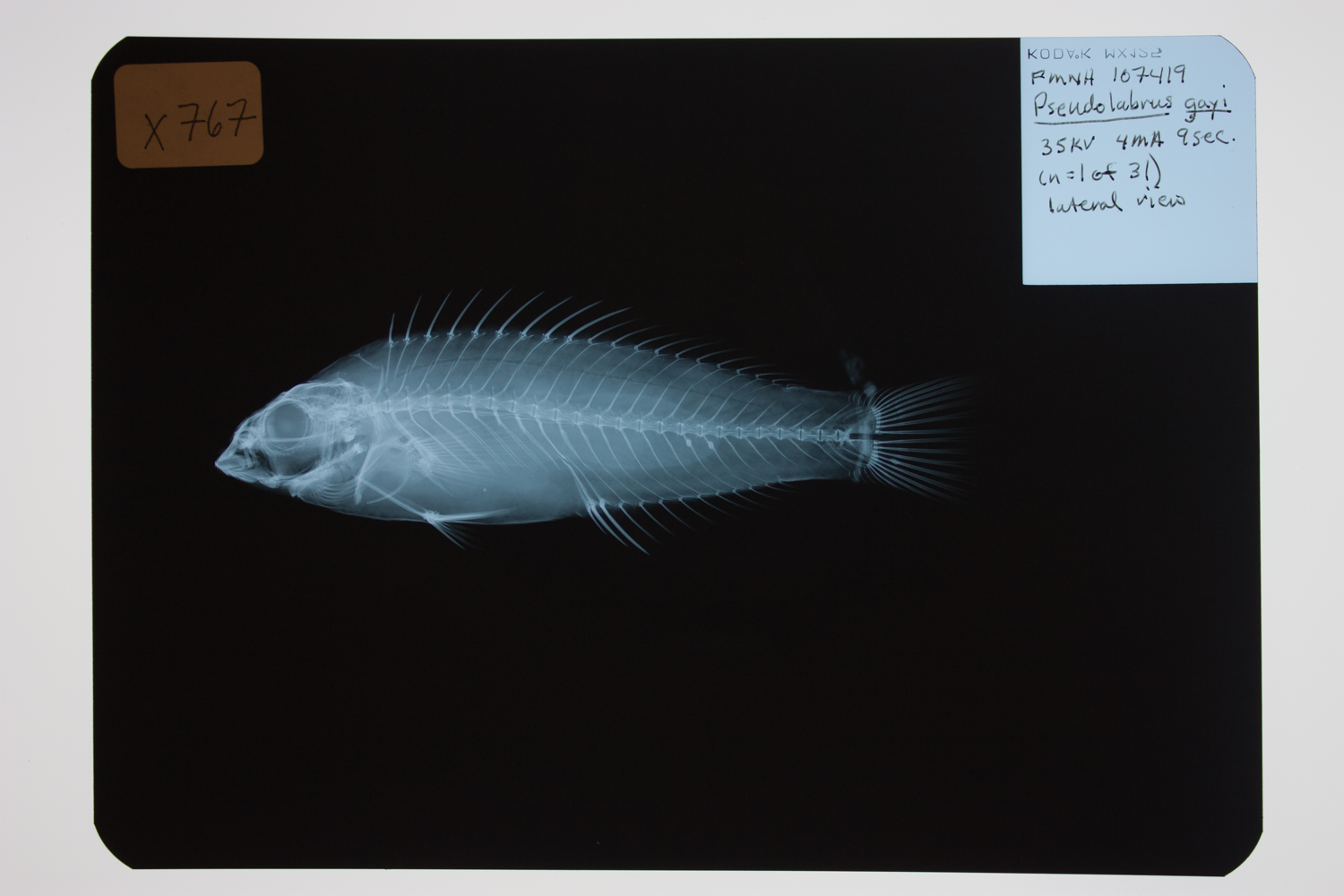 ภาพ ปลานกขุนทอง gayi (Pseudolabrus gayi)