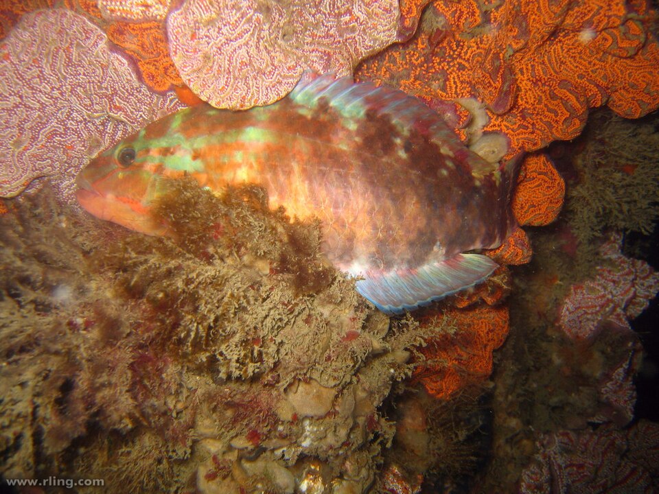 ภาพ ปลานกขุนทอง guentheri (Pseudolabrus guentheri)