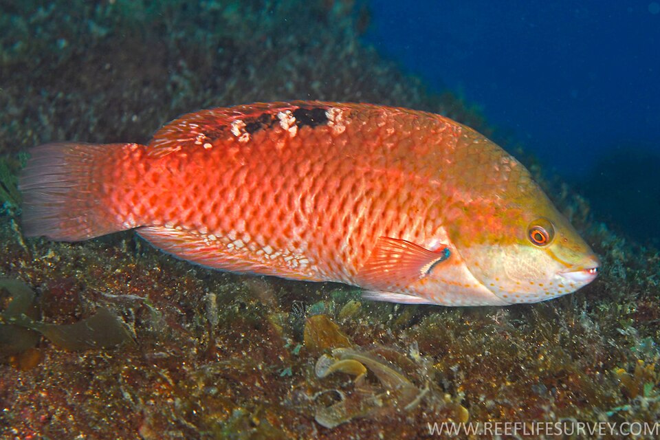 ภาพ ปลานกขุนทอง luculentus (Pseudolabrus luculentus)