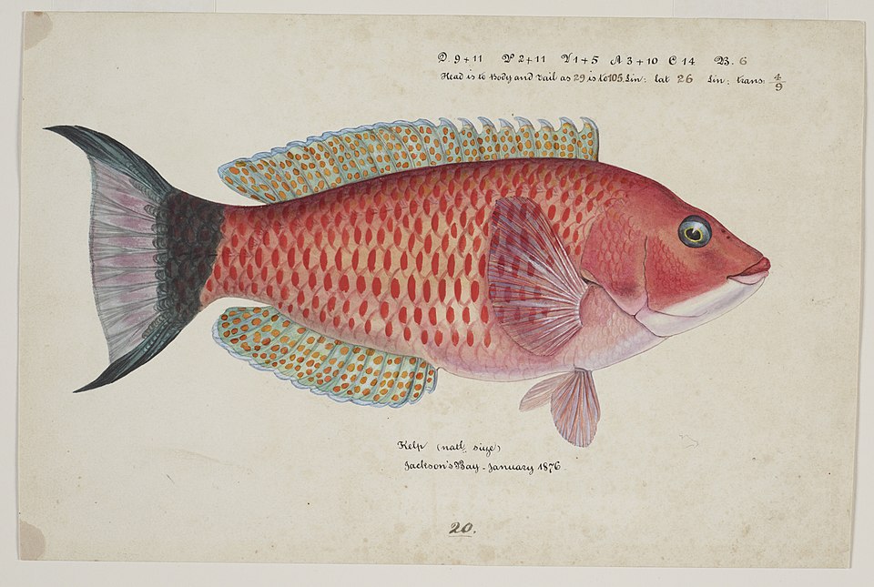 ภาพ ปลานกขุนทอง miles (Pseudolabrus miles)