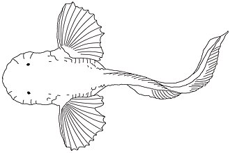 ภาพ ปลา amblystomopsis (Pseudoliparis amblystomopsis)