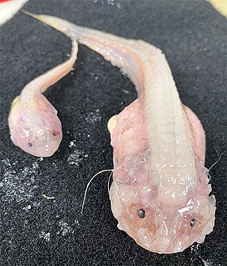 ภาพ ปลา belyaevi (Pseudoliparis belyaevi)
