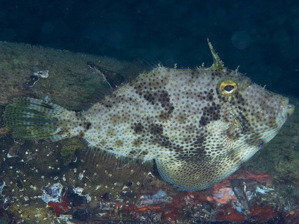 ภาพ ปลางัวจุด (Pseudomonacanthus macrurus)