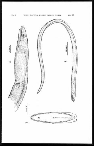 ภาพ ปลา micropinna (Pseudomyrophis micropinna)