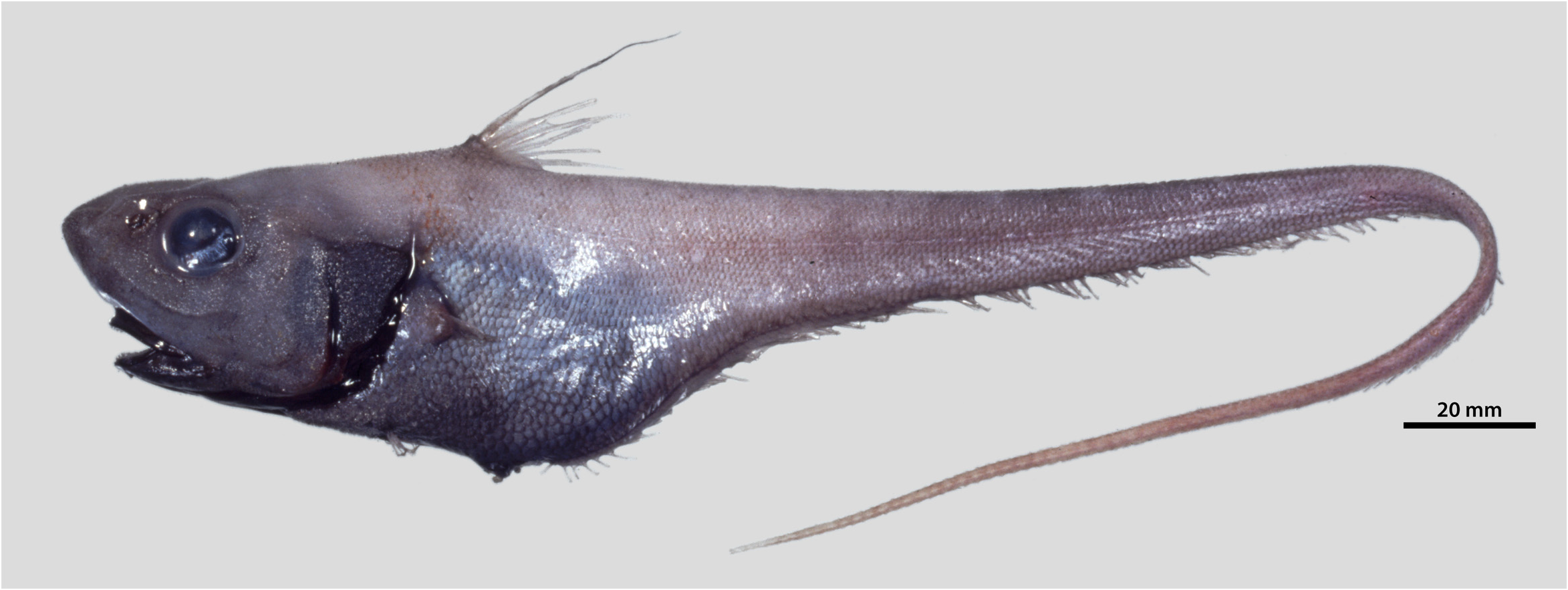 ภาพ ปลา cetonuropsis (Pseudonezumia cetonuropsis)