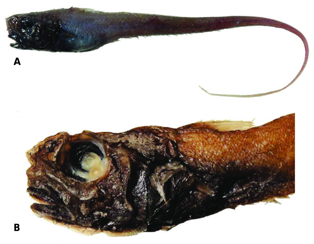 ภาพ ปลา pusilla (Pseudonezumia pusilla)