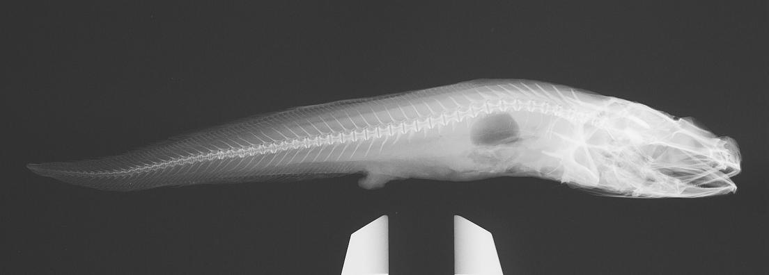 ภาพ ปลา squamiceps (Pseudonus squamiceps)