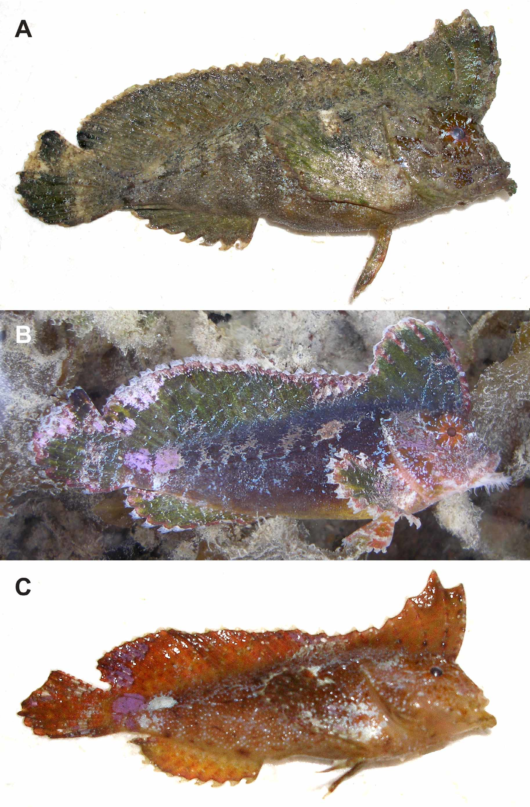 ภาพ ปลา carnatobarbatus (Pseudopataecus carnatobarbatus)