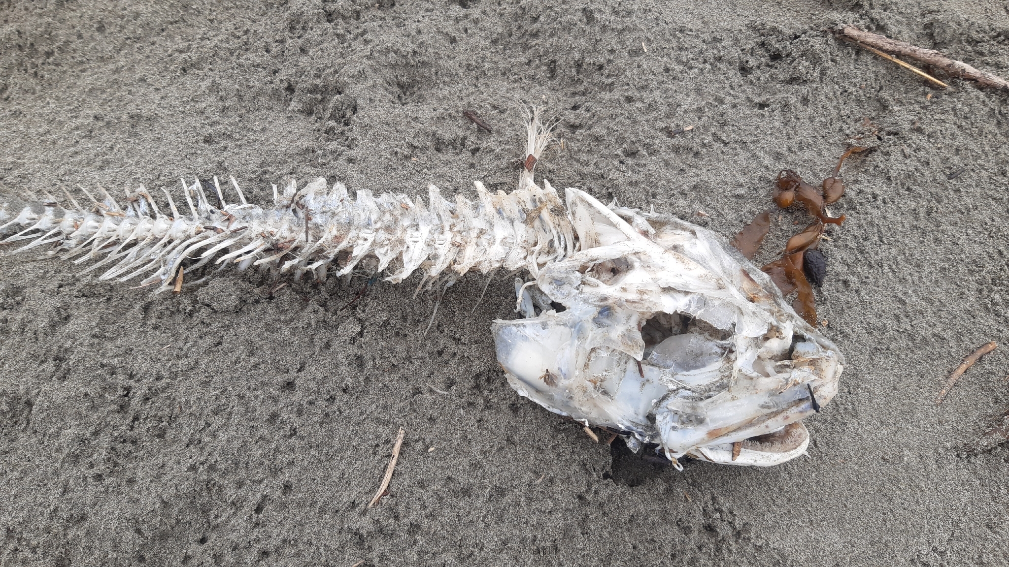 ภาพ ปลา bachus (Pseudophycis bachus)