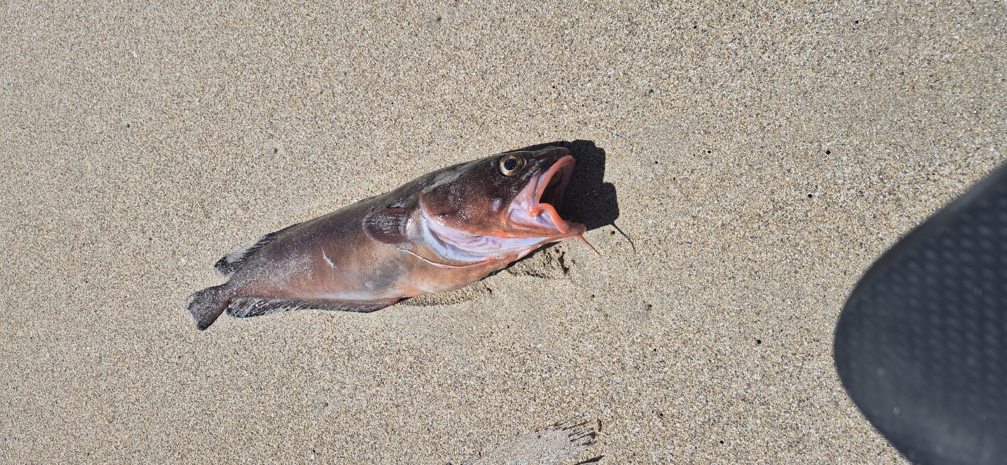 ภาพ ปลา barbata (Pseudophycis barbata)