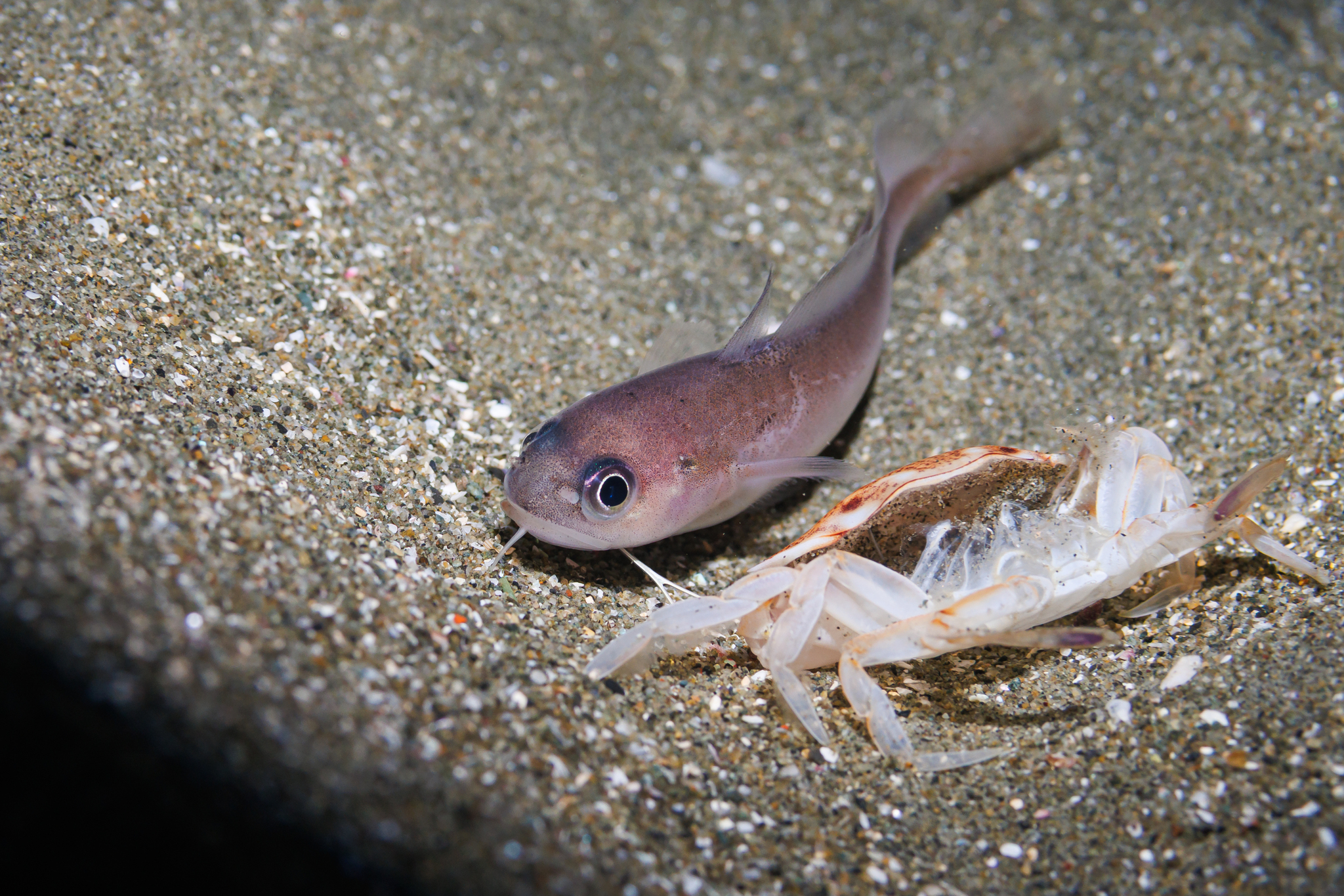 ภาพ ปลา breviuscula (Pseudophycis breviuscula)