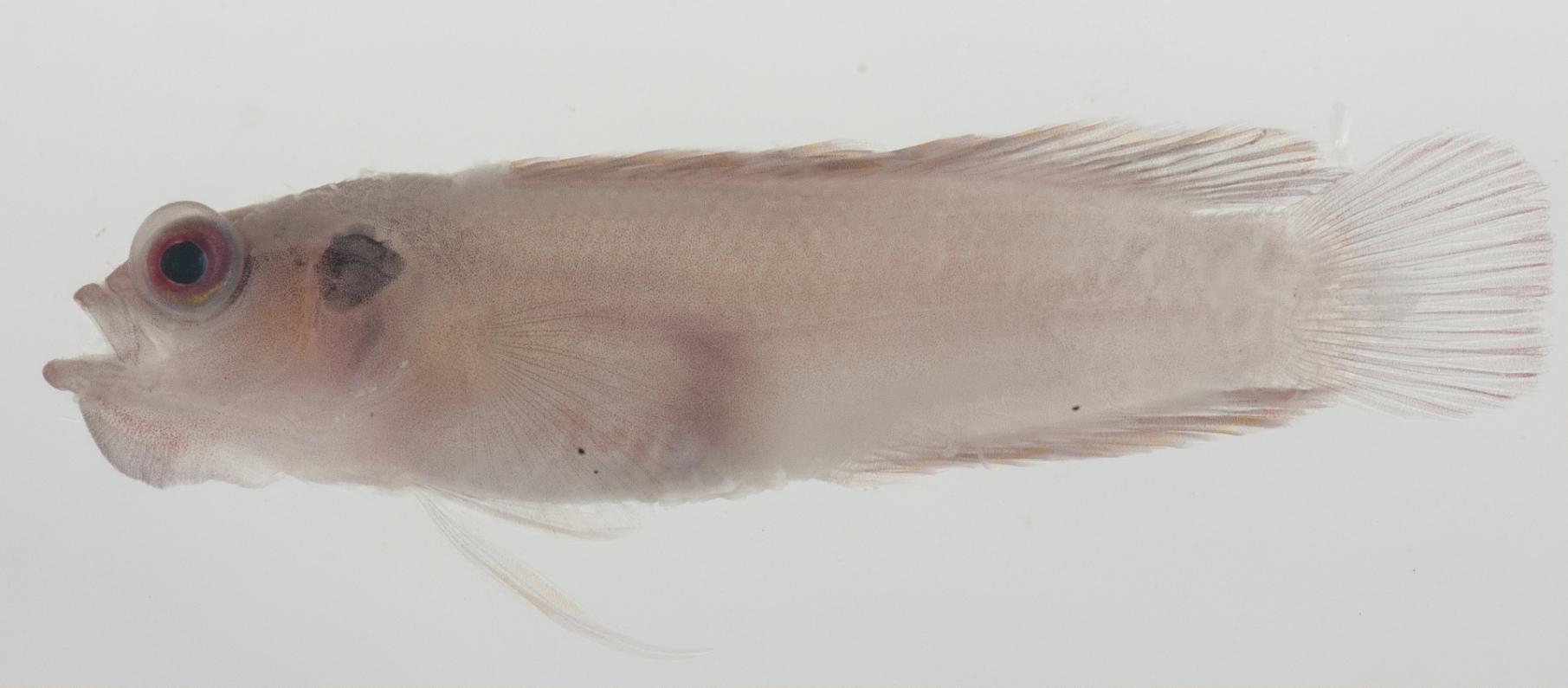ภาพ ปลาดอตตี้แบ็ค revellei (Pseudoplesiops revellei)