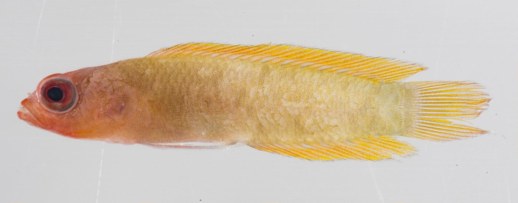 ภาพ ปลาดอตตี้แบ็ค wassi (Pseudoplesiops wassi)