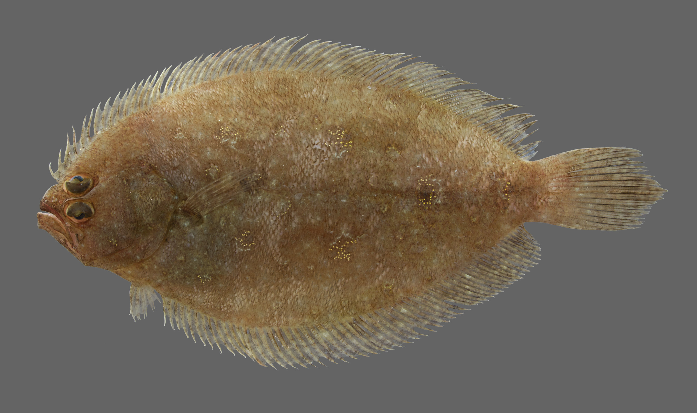 ภาพ ปลา arsius (Pseudorhombus arsius)
