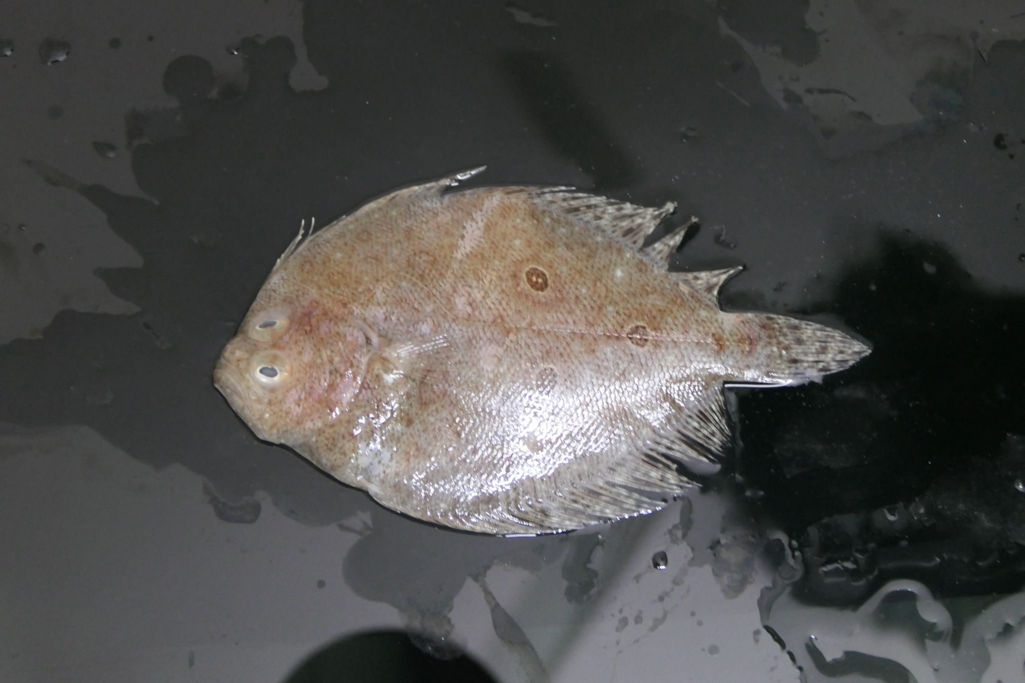 ภาพ ปลา triocellatus (Pseudorhombus triocellatus)
