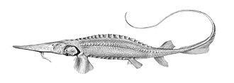 ภาพ ปลา fedtschenkoi (Pseudoscaphirhynchus fedtschenkoi)