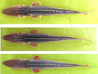 ภาพ ปลา hermanni (Pseudoscaphirhynchus hermanni)