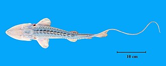 ภาพ ปลา kaufmanni (Pseudoscaphirhynchus kaufmanni)