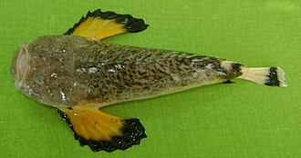 ภาพ ปลา melanostigma (Pseudosynanceia melanostigma)