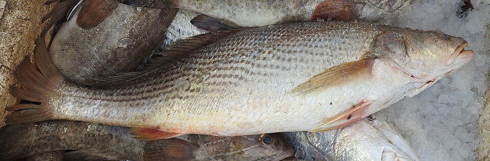 ภาพ ปลาจวด senegalensis (Pseudotolithus senegalensis)