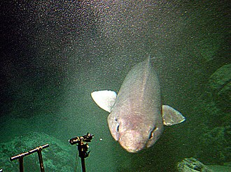ภาพ ปลา microdon (Pseudotriakis microdon)