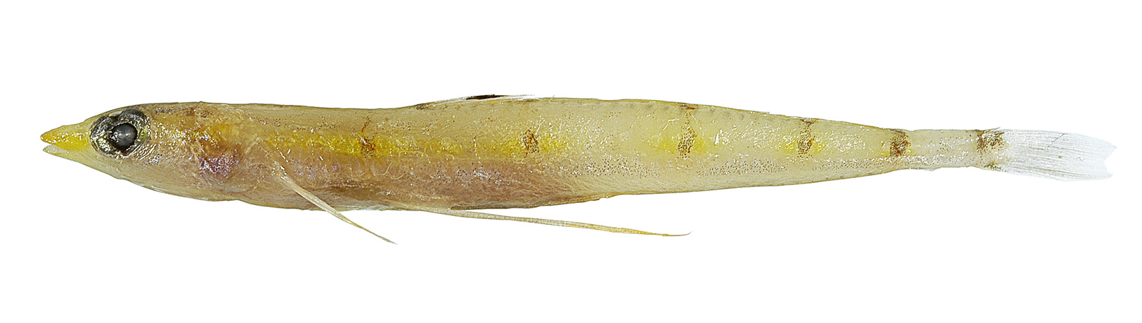 ภาพ ปลา belos (Pseudotrichonotus belos)