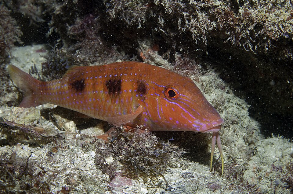 ภาพ ปลาแพะลายจุด (Pseudupeneus maculatus)