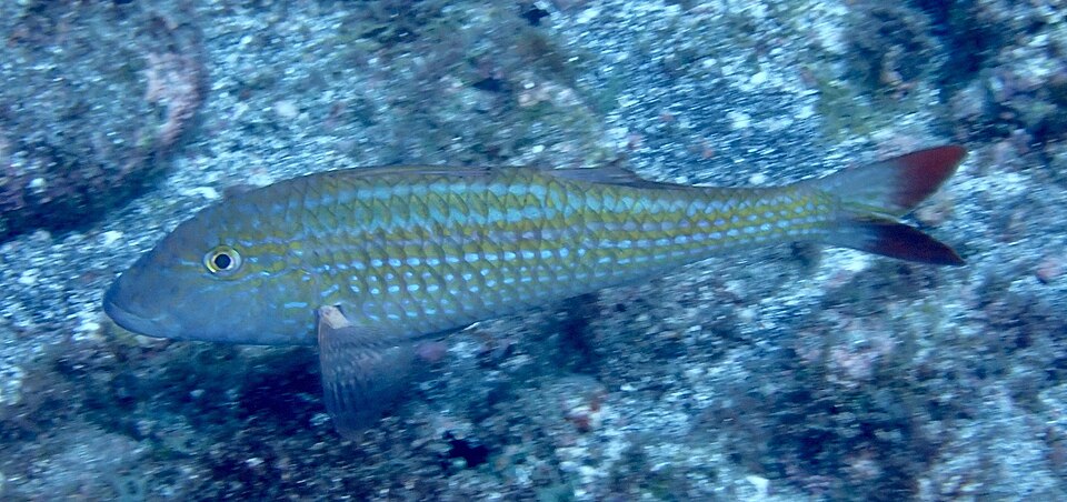 ภาพ ปลาแพะแอฟริกา (Pseudupeneus prayensis)