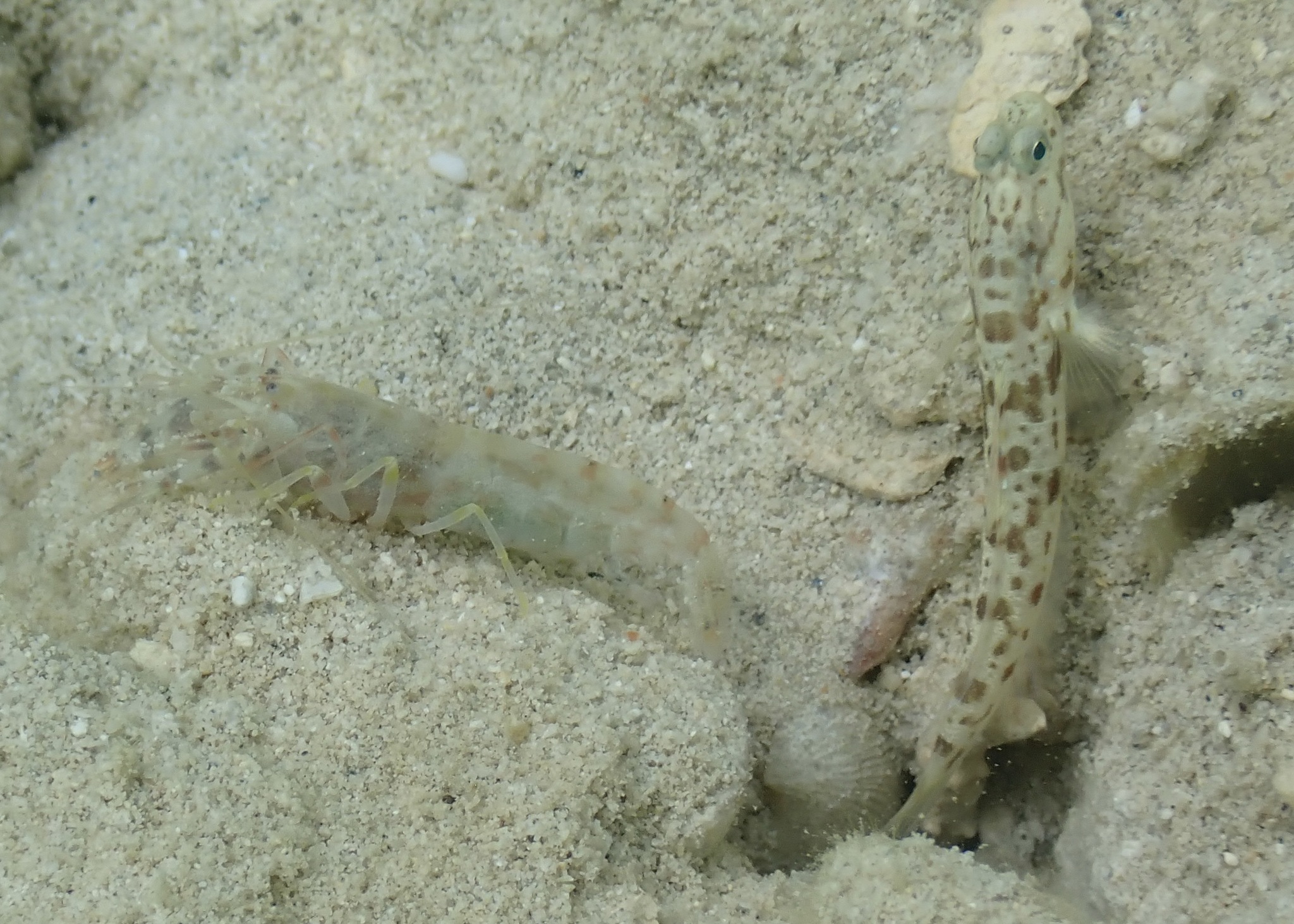 ภาพ ปลาบู่ฮาวาย (Psilogobius mainlandi)