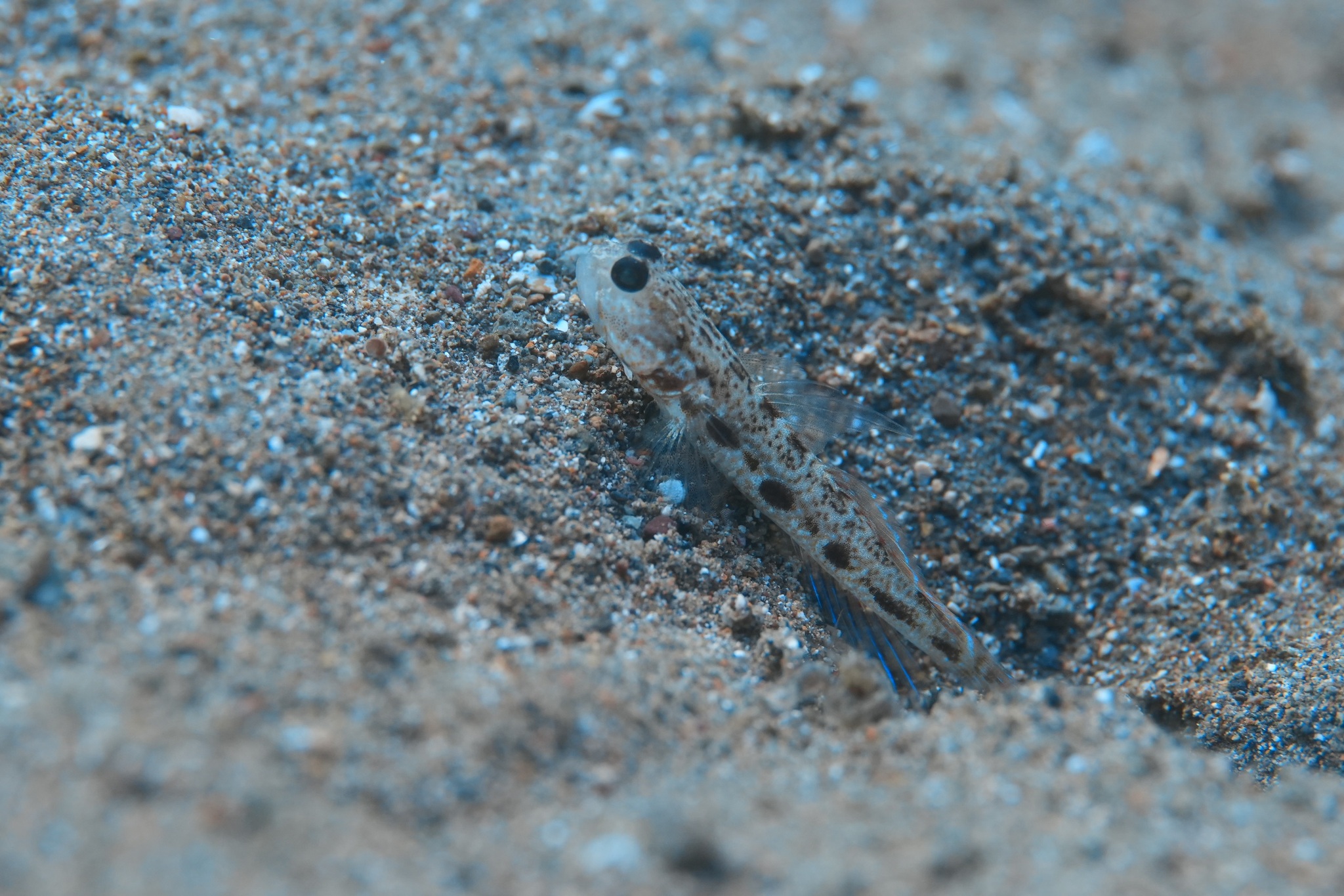 ภาพ ปลาบู่ prolatus (Psilogobius prolatus)
