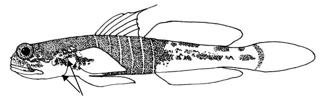 ภาพ ปลาบู่ randalli (Psilogobius randalli)