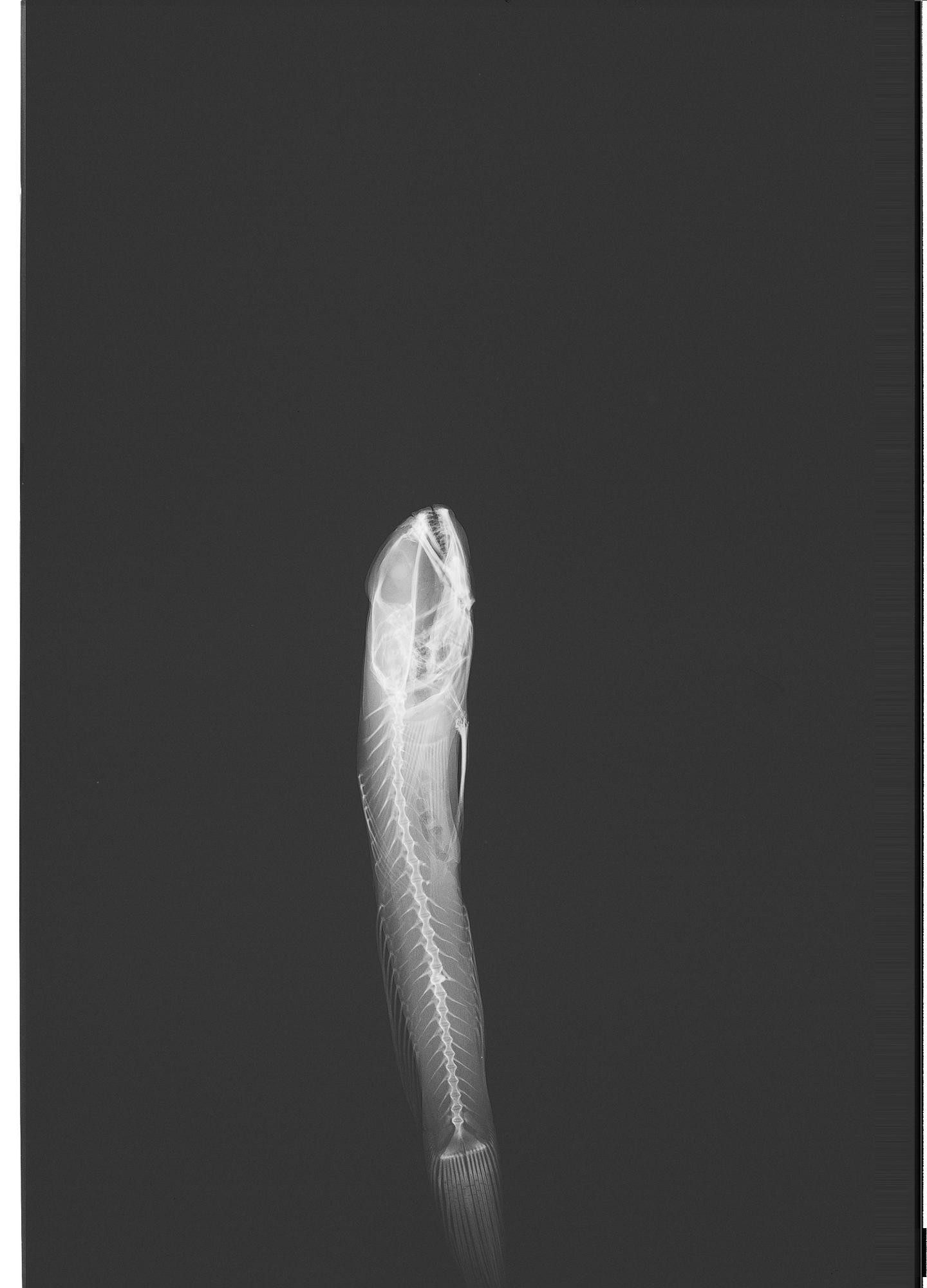 ภาพ ปลาบู่บู่ (Psilotris boehlkei)