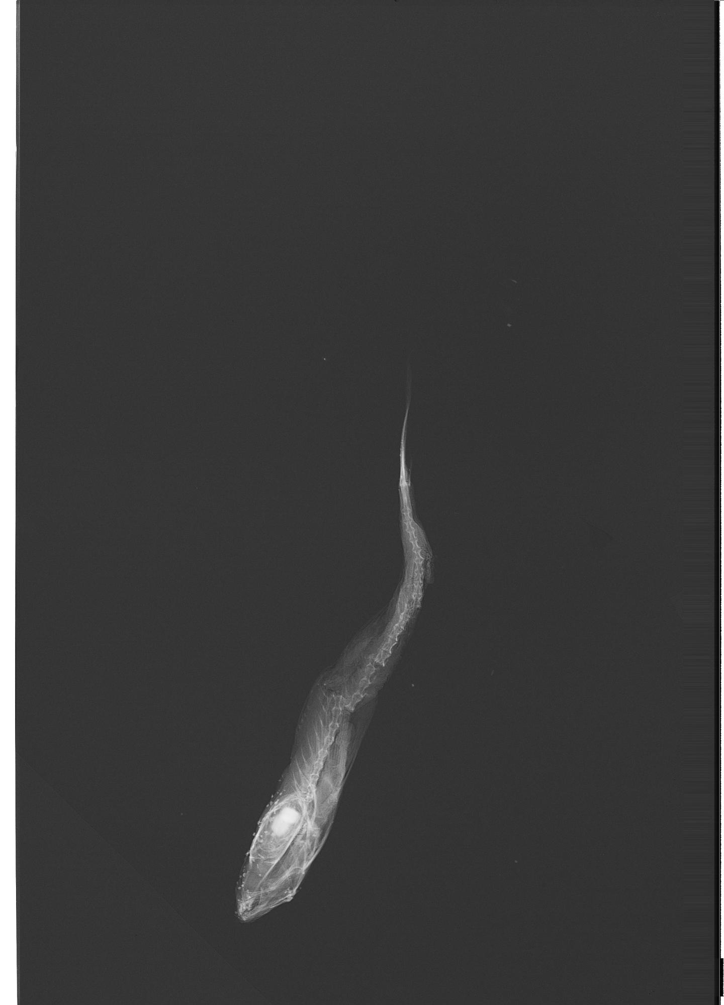ภาพ ปลาบู่บู่ (Psilotris celsa)