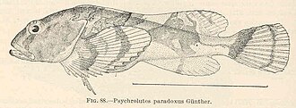 ภาพ ปลา paradoxus (Psychrolutes paradoxus)