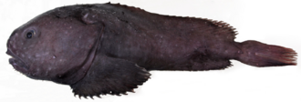 ภาพ ปลา sio (Psychrolutes sio)