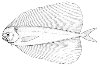 ภาพ ปลา velifera (Pteraclis velifera)
