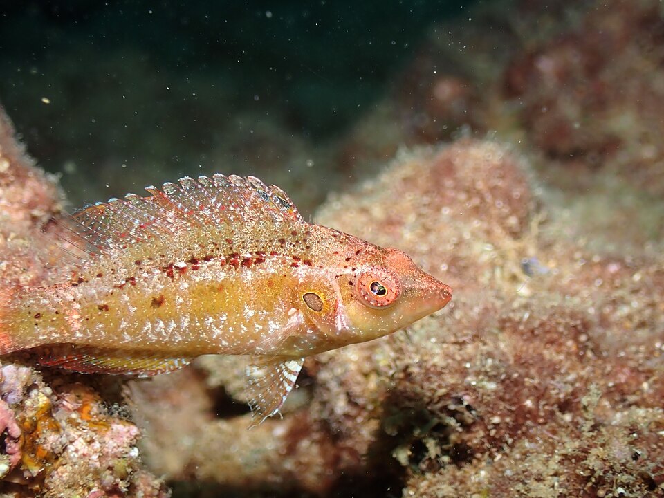 ภาพ ปลานกขุนทอง trispilus (Pteragogus trispilus)