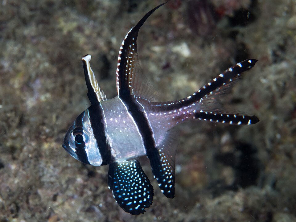 ภาพ ปลาอมไข่แบงไกคาร์ดินัล (Pterapogon kauderni)