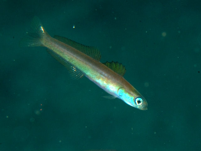 ภาพ ปลาบู่ดาร์ตน้ำเงินบู่ (Ptereleotris hanae)