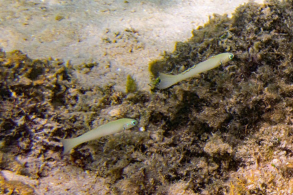 ภาพ ปลาบู่ลูกดอก (Ptereleotris microlepis)