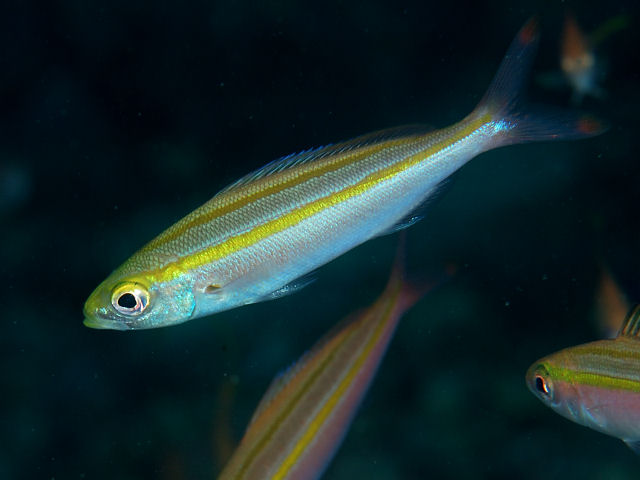 ภาพ ปลาสีกุนทะเลดำ (Pterocaesio digramma)