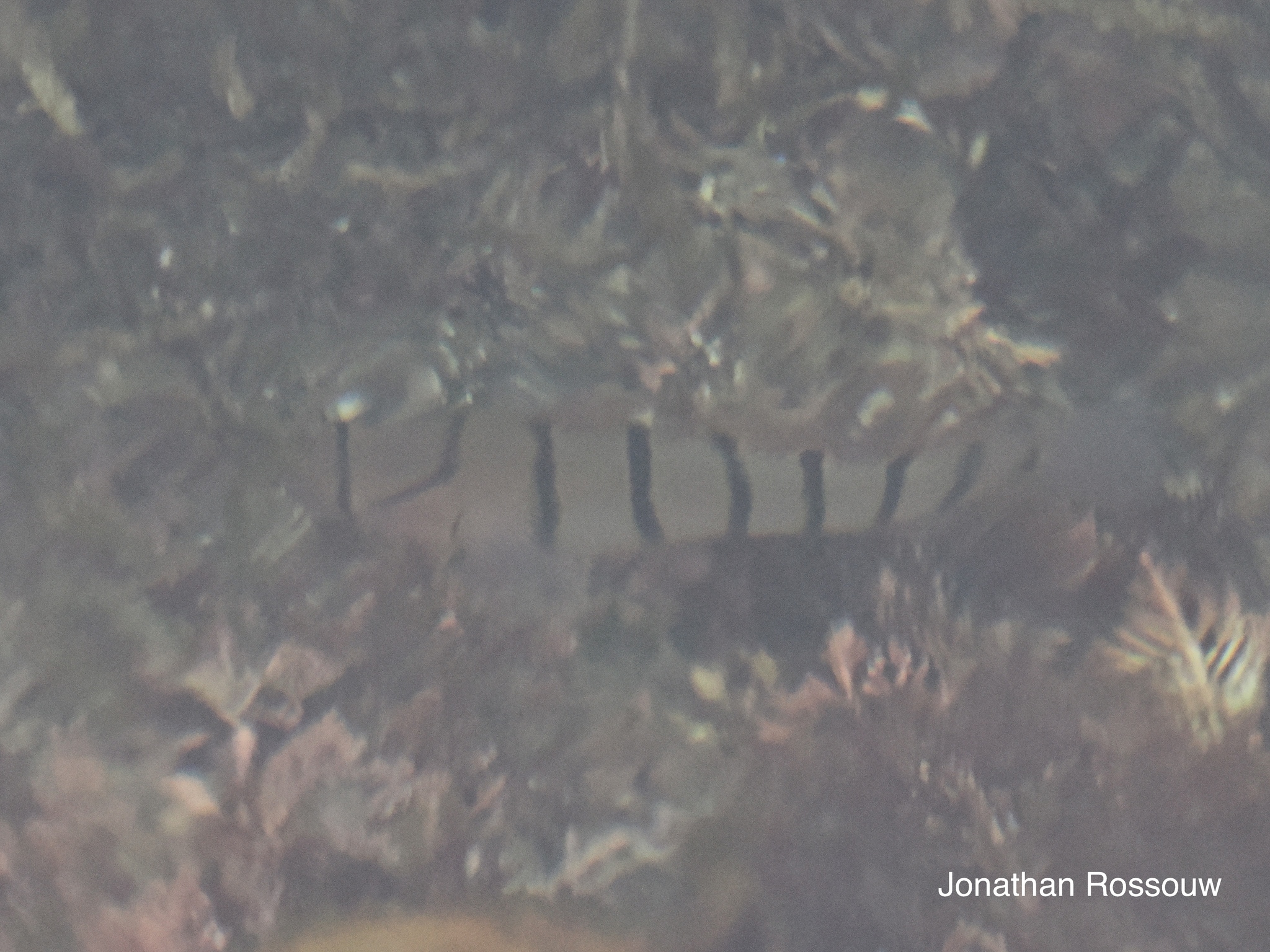 ภาพ ปลาบู่บู่ (Pterogobius elapoides)