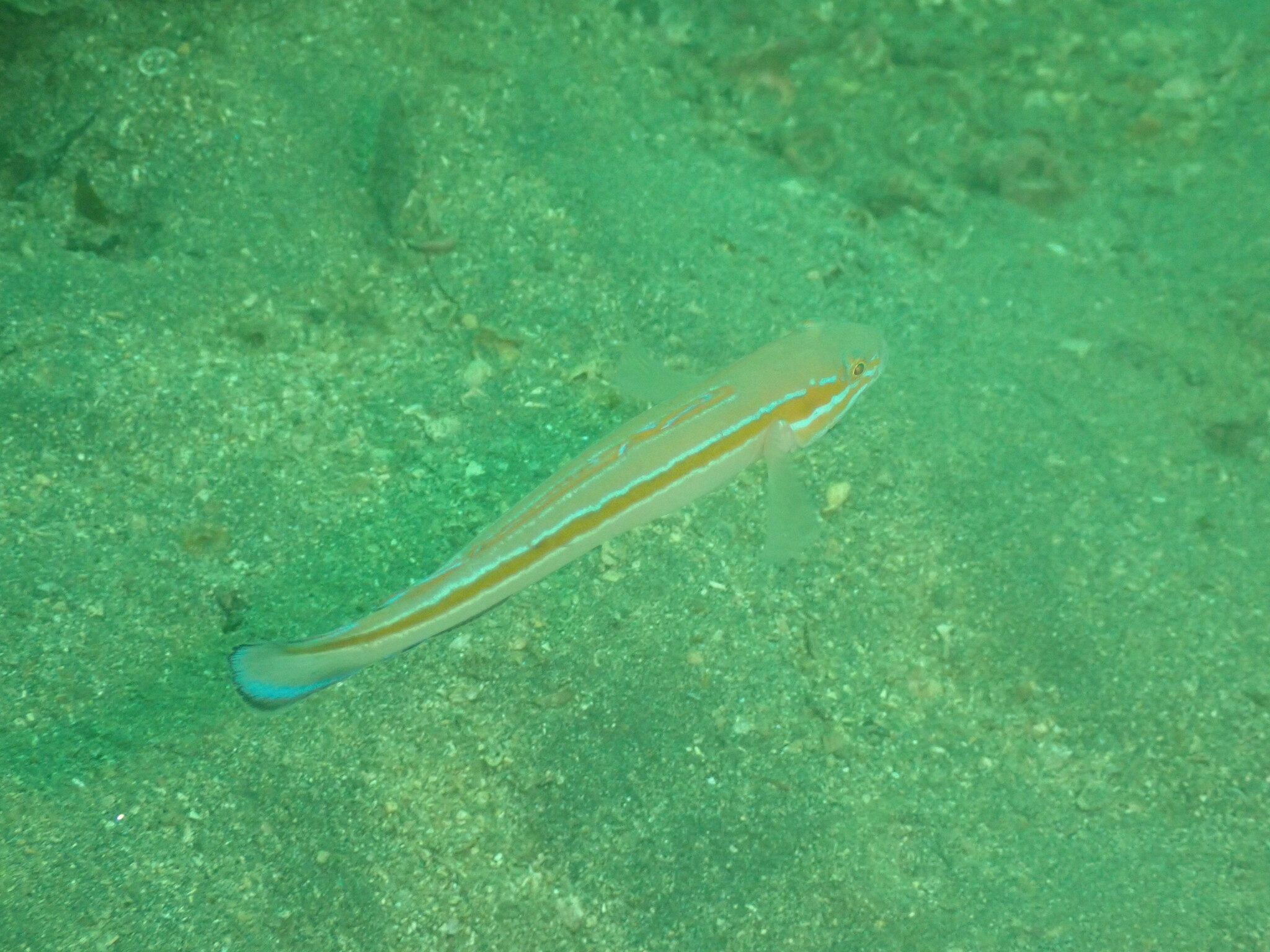 ภาพ ปลาบู่บู่ (Pterogobius virgo)