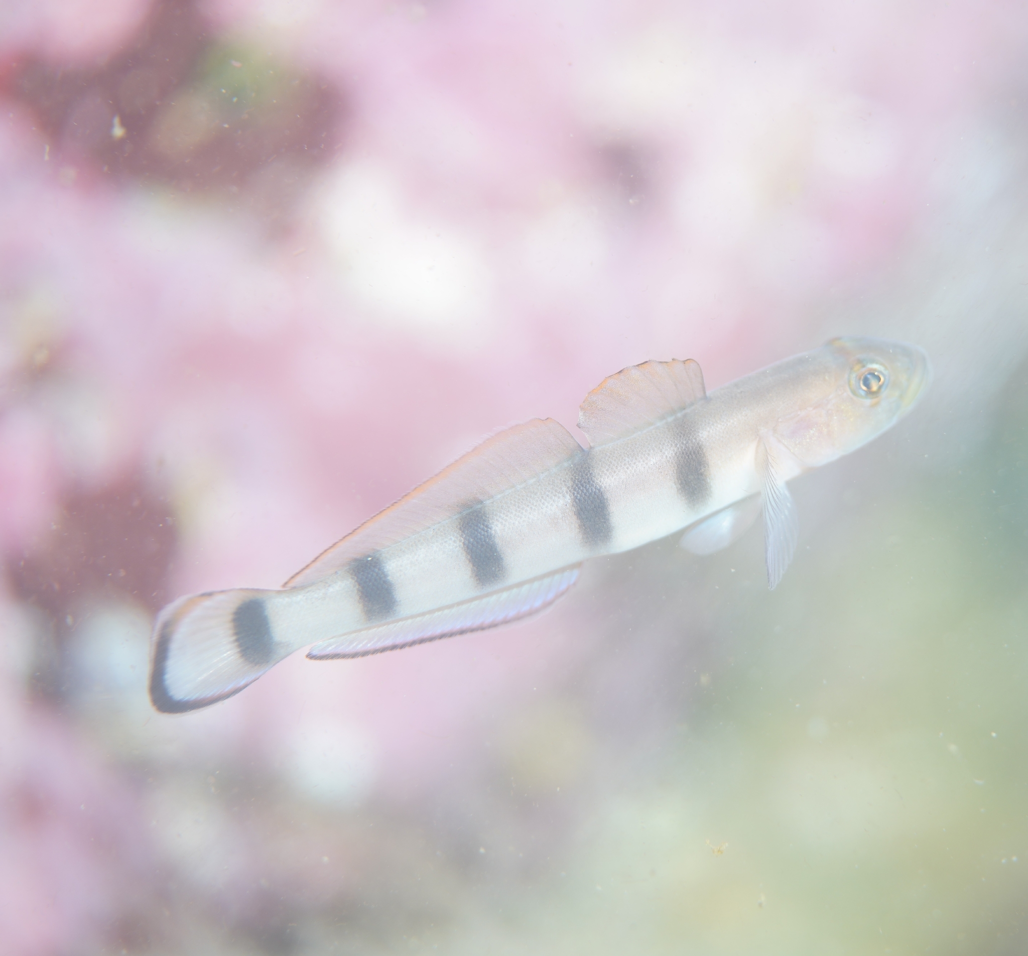ภาพ ปลาบู่บู่ (Pterogobius zacalles)