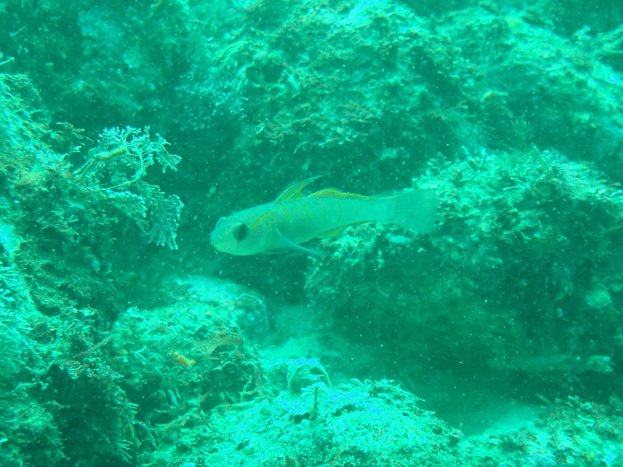 ภาพ ปลาบู่ขาวบู่ (Pterogobius zonoleucus)
