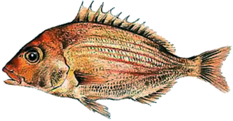 ภาพ ปลา laniarius (Pterogymnus laniarius)