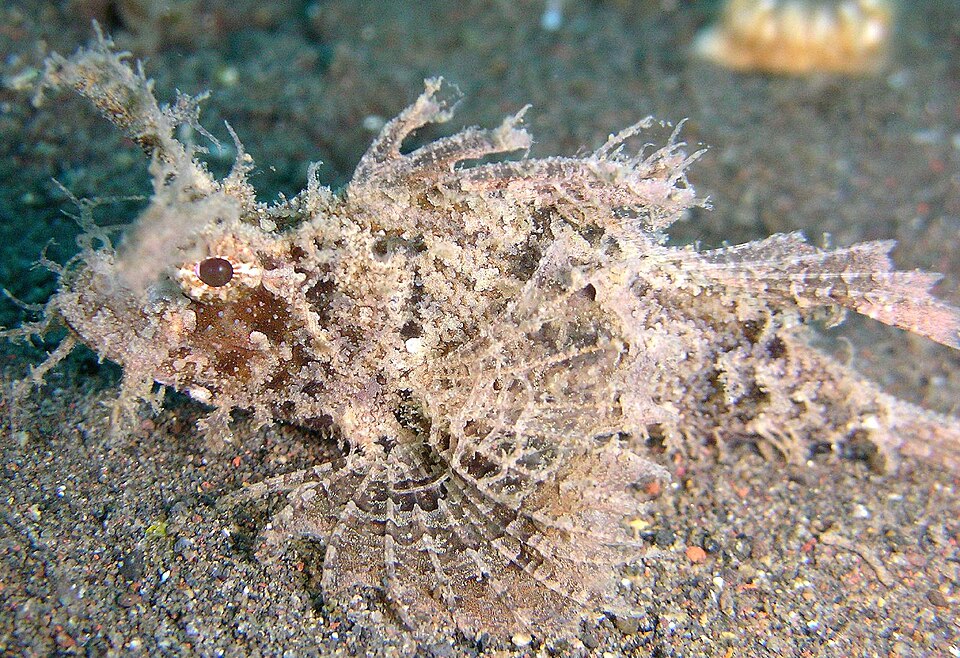 ภาพ ปลาแมงป่อง amboinensis (Pteroidichthys amboinensis)